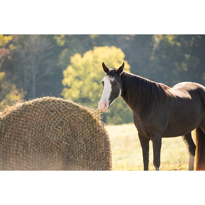 TEXAS HAYNET ROUND BALE NET 6FT 1.75" HOLE