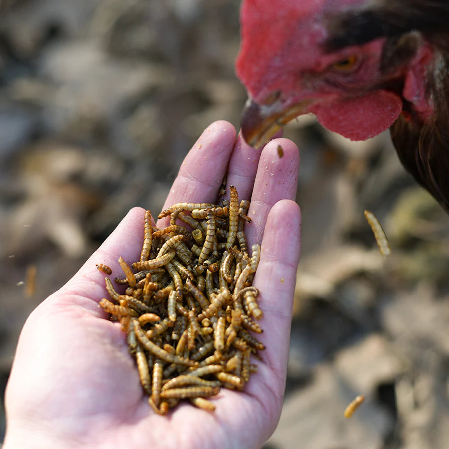 Happy Hen Mealworm Frenzy 10oz