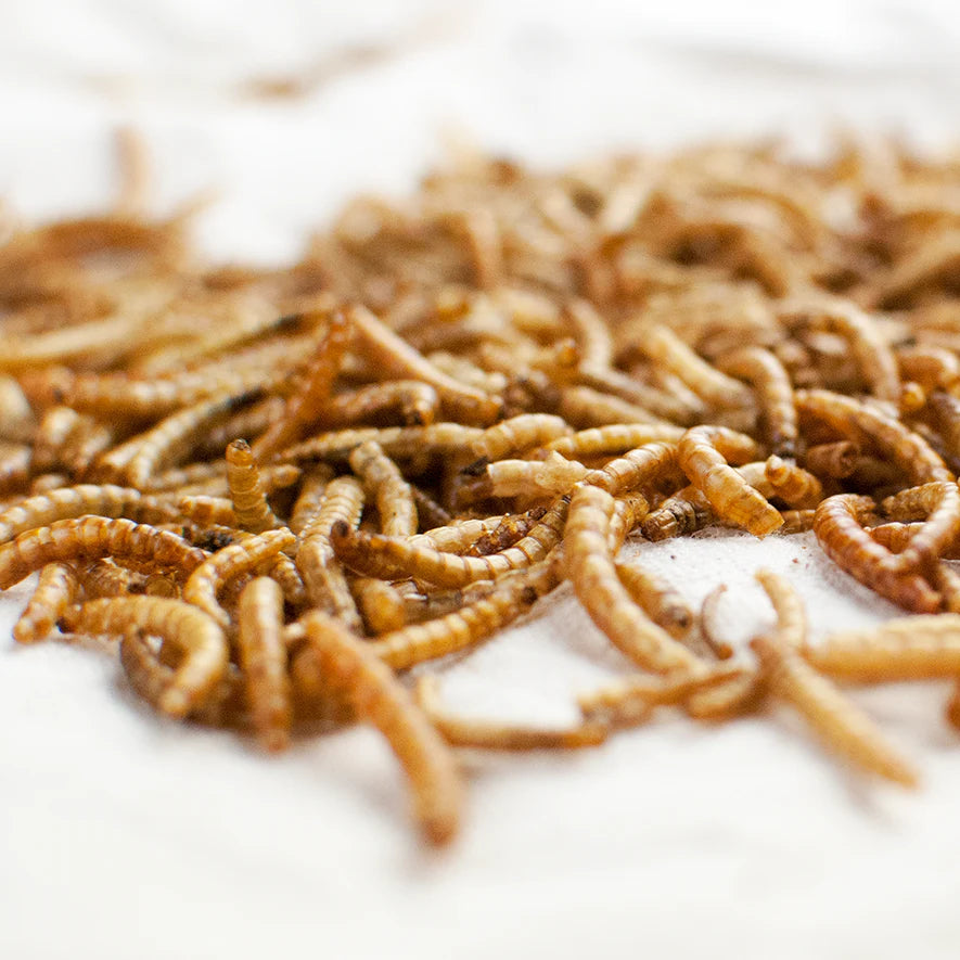 Happy Hen Mealworm Frenzy 10oz